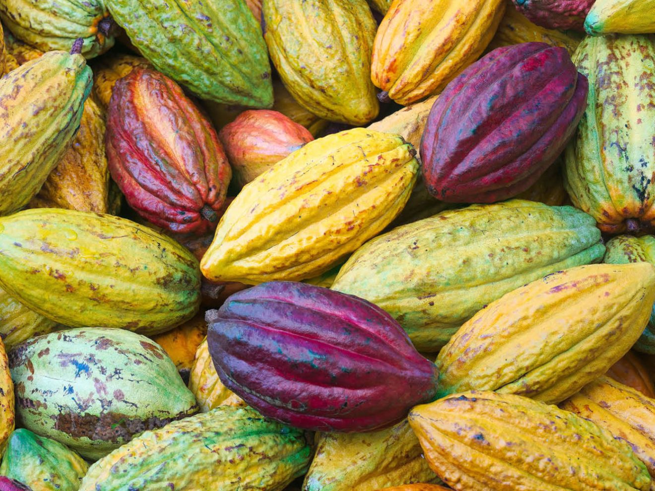 a close up of many cacao pods