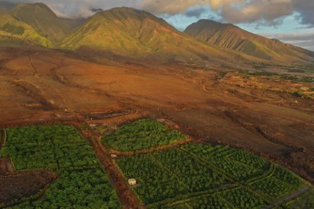a view of a lush green hillside