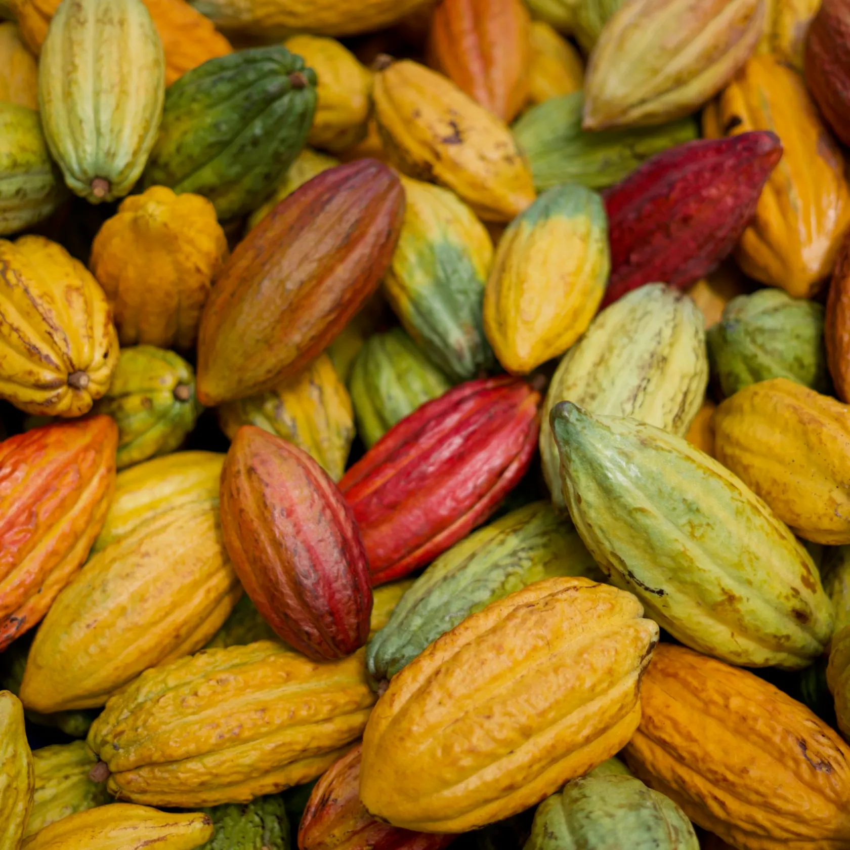 a close up of many cacao pods