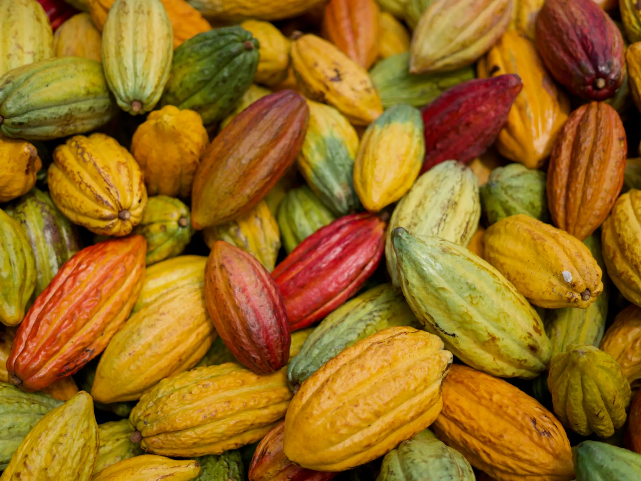 a close up of many cacao pods