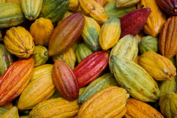 close up of a bunch of cacao pods