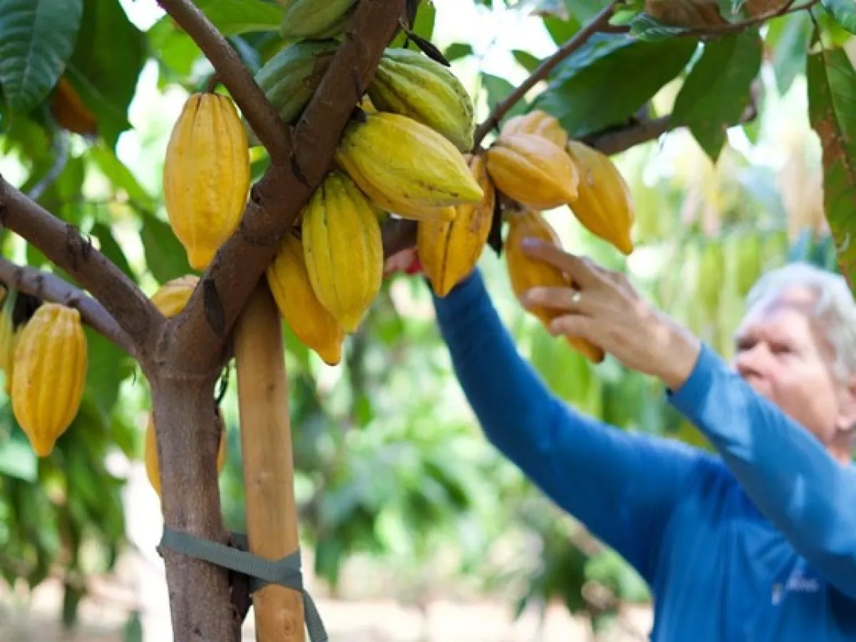 a person picking cacao pods off of a tree