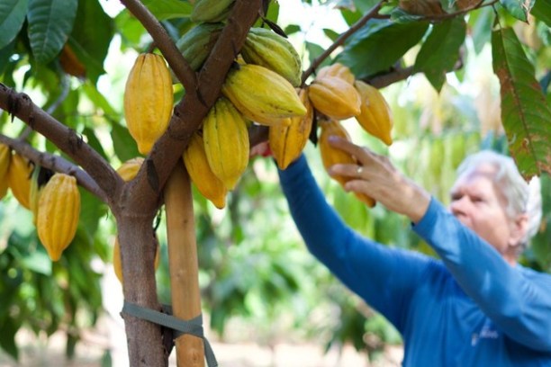 a person picking cacao pods off of a tree