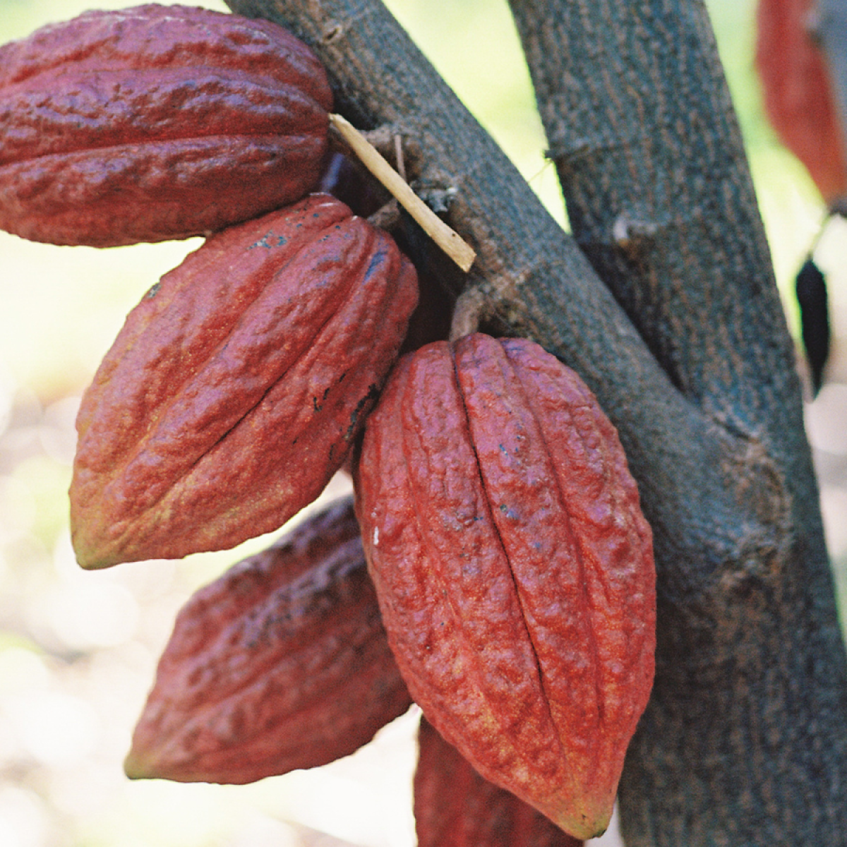 a close up of a fruit