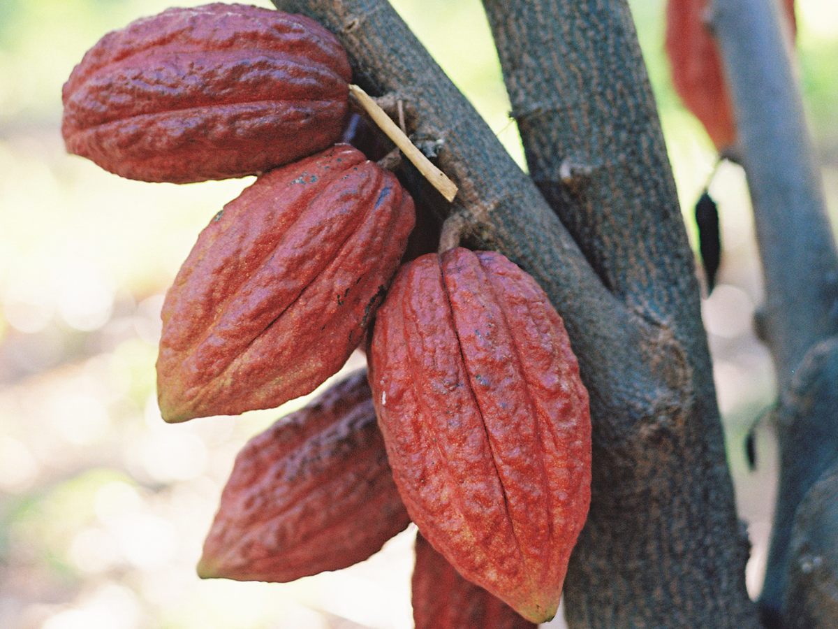 a close up of a fruit