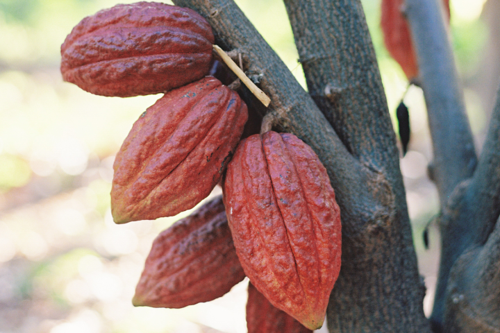 a close up of a fruit