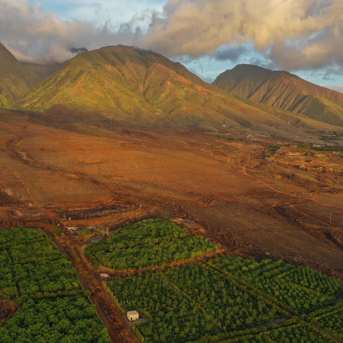 a large green field with a mountain in the background