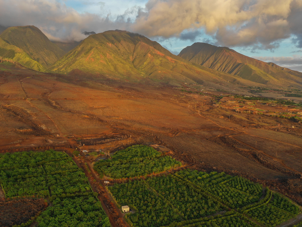 a large green field with a mountain in the background