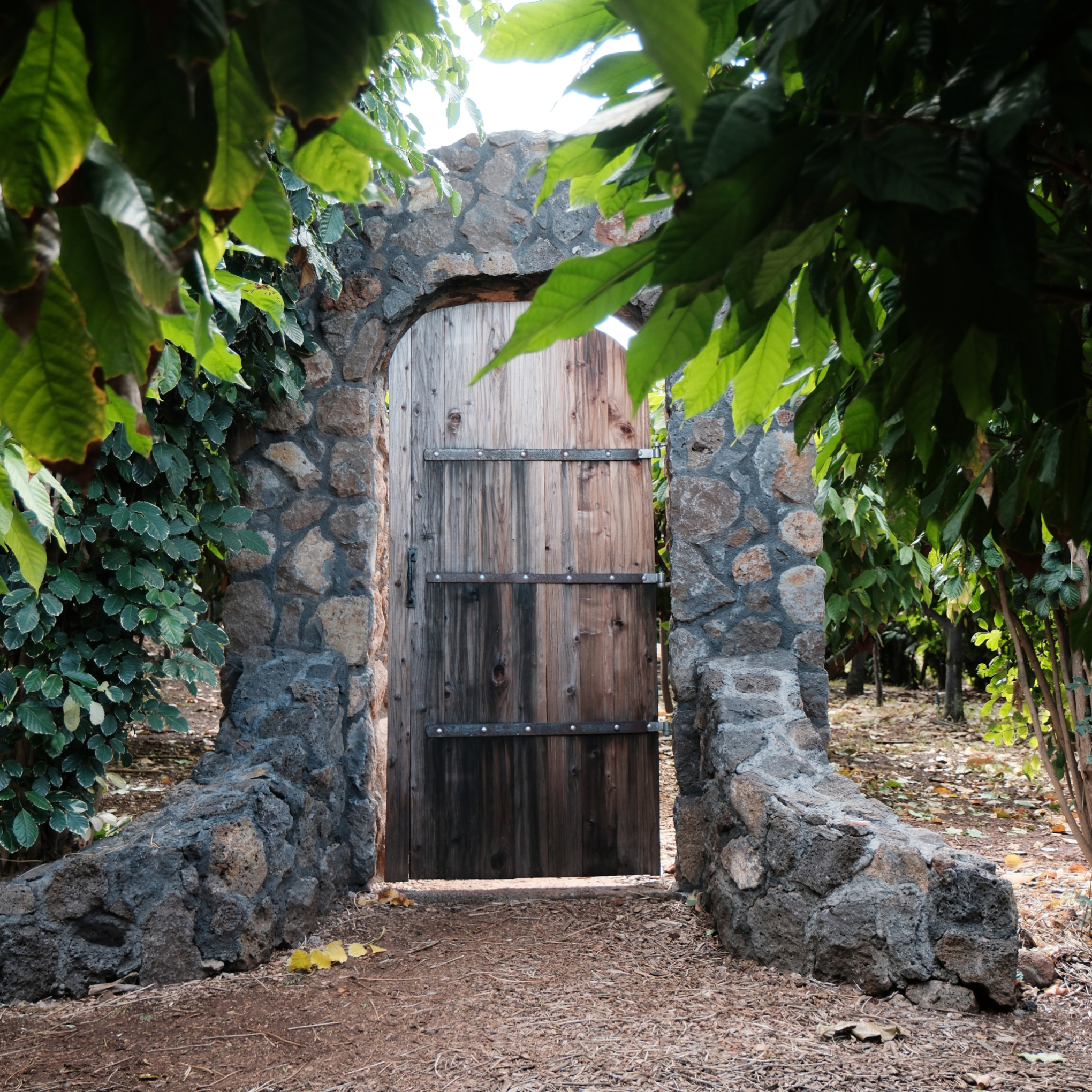 Stone archway with wooden door surrounded by lush greenery.