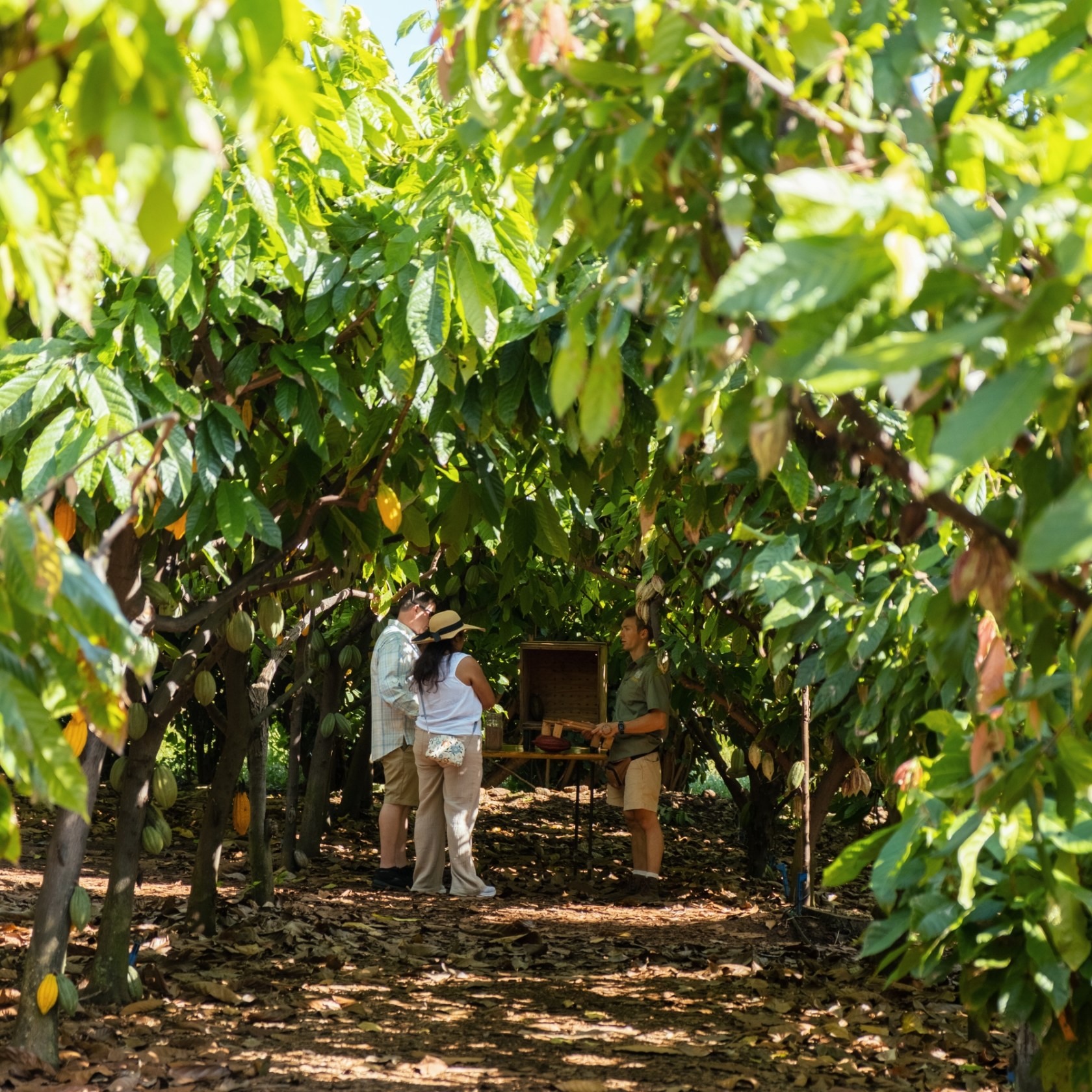 People inspecting cocoa trees in a lush orchard.