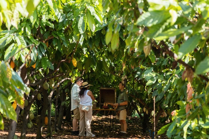 People inspecting cocoa trees in a lush orchard.
