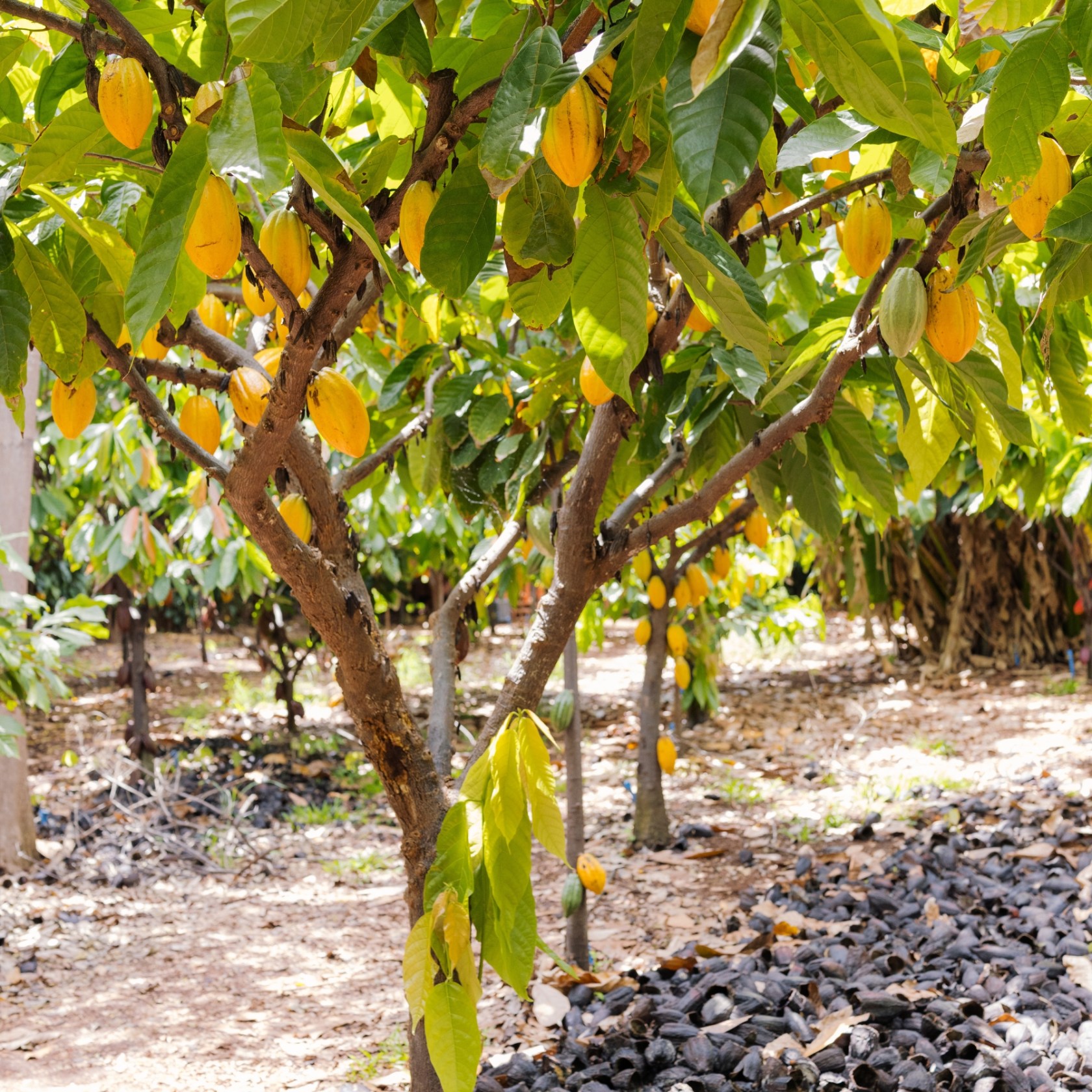 Cacao trees with ripe yellow pods in a plantation.