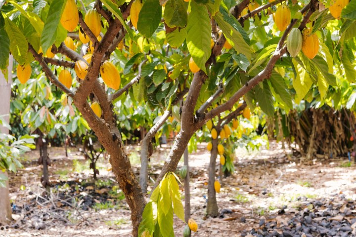 Cacao trees with ripe yellow pods in a plantation.