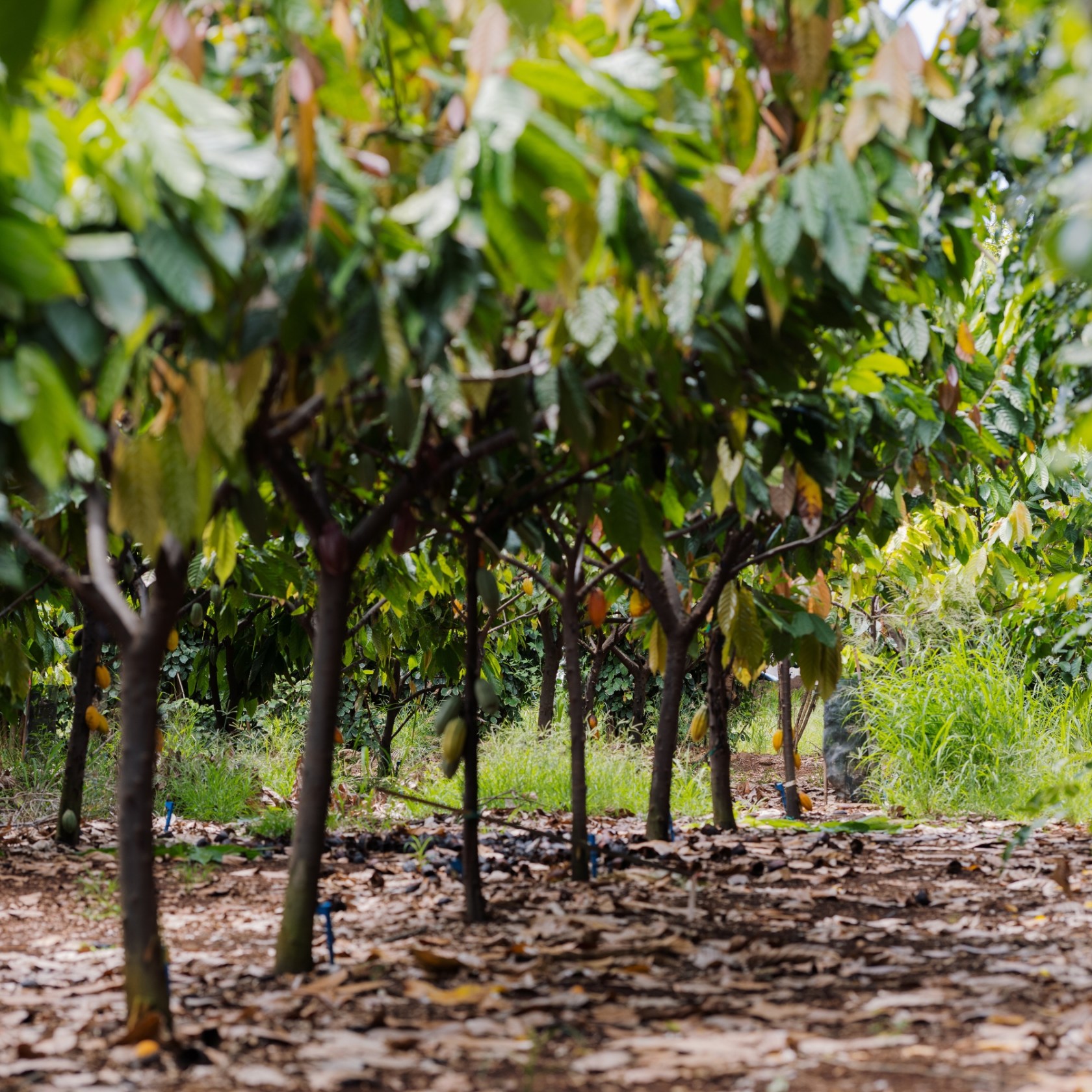 Row of trees with green leaves on a dirt path.