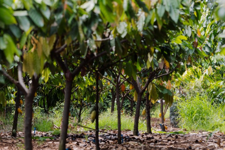 Row of trees with green leaves on a dirt path.