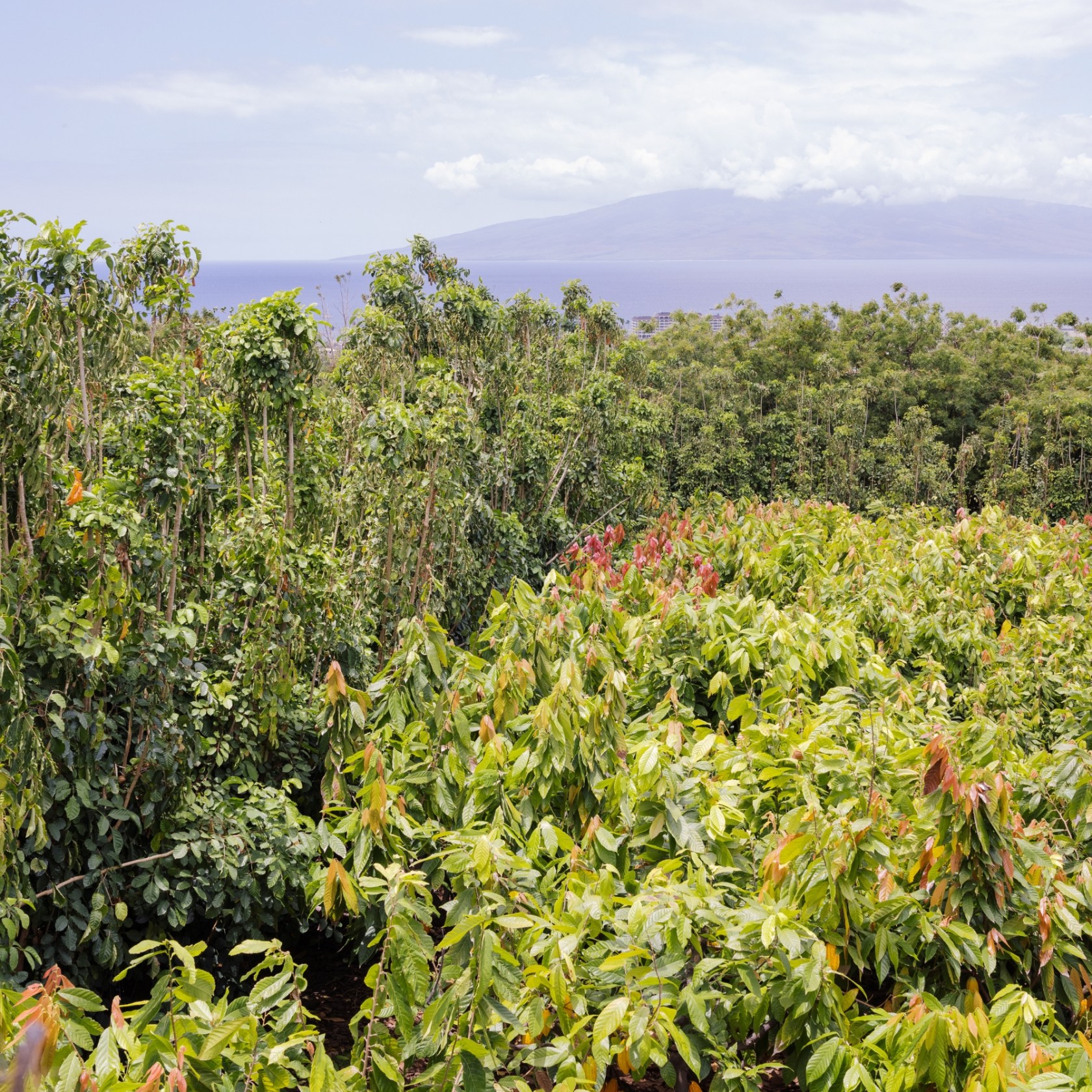 Lush green forest with distant mountains under cloudy sky.
