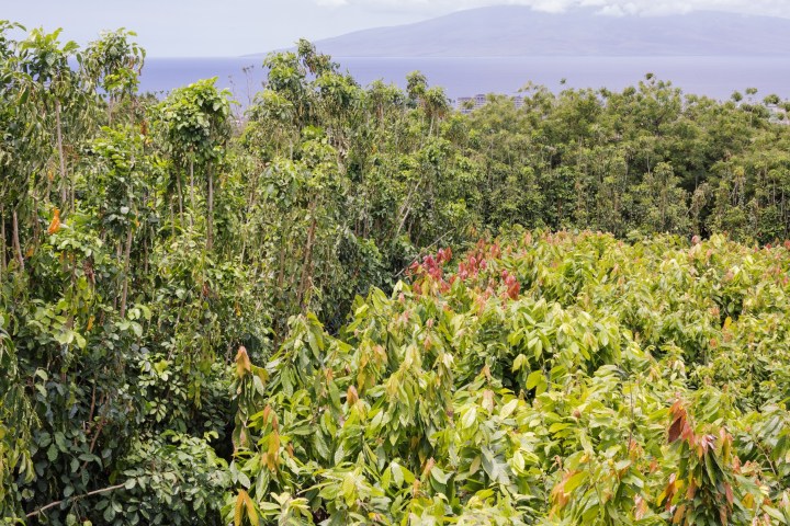 Lush green forest with distant mountains under cloudy sky.