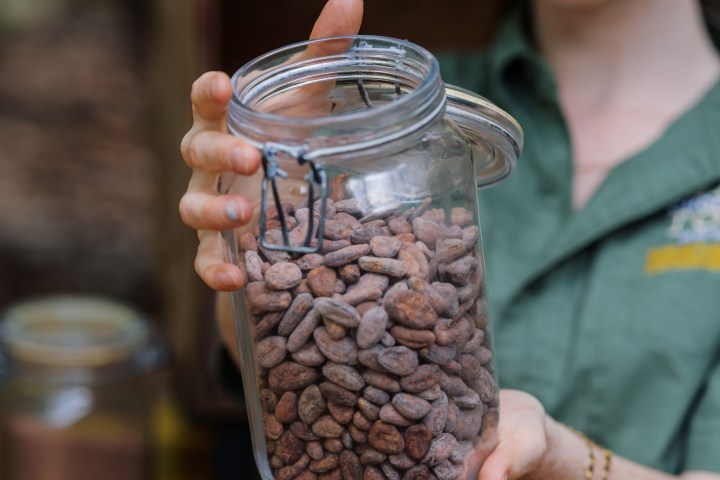 Person holding a jar of cocoa beans outdoors.